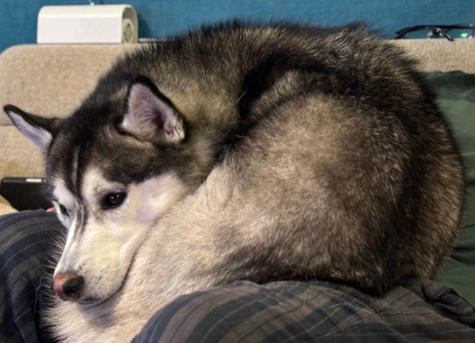 お膝の上で丸まるムイちゃん