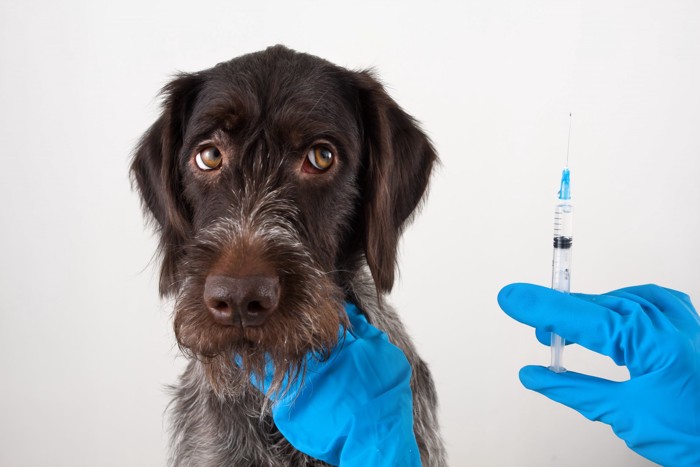 注射器と犬