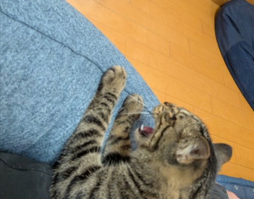 シャー