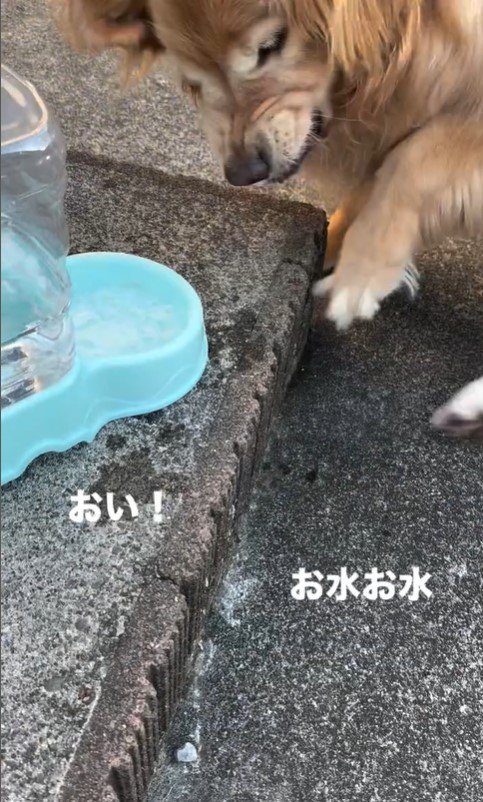 水を飲もうと割り込むるた君4