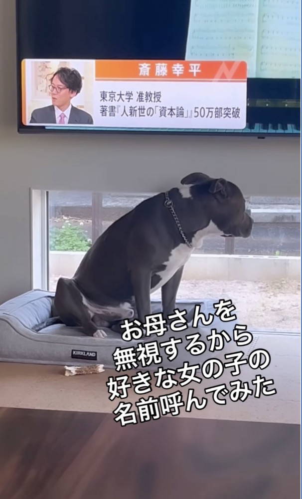 耳だけこちらを向く犬