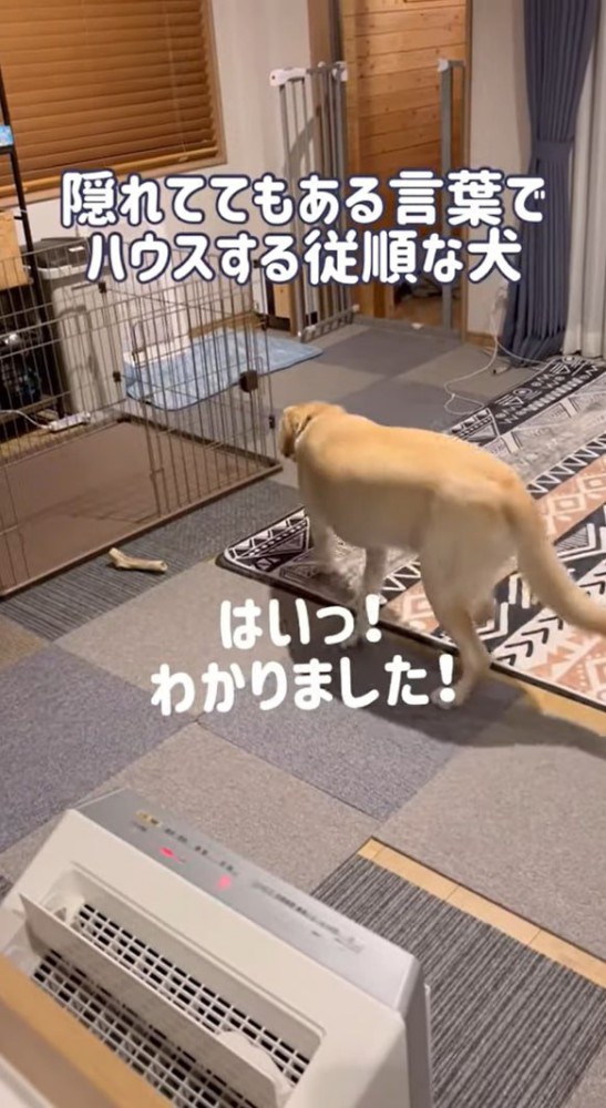 奥へ歩き出す犬