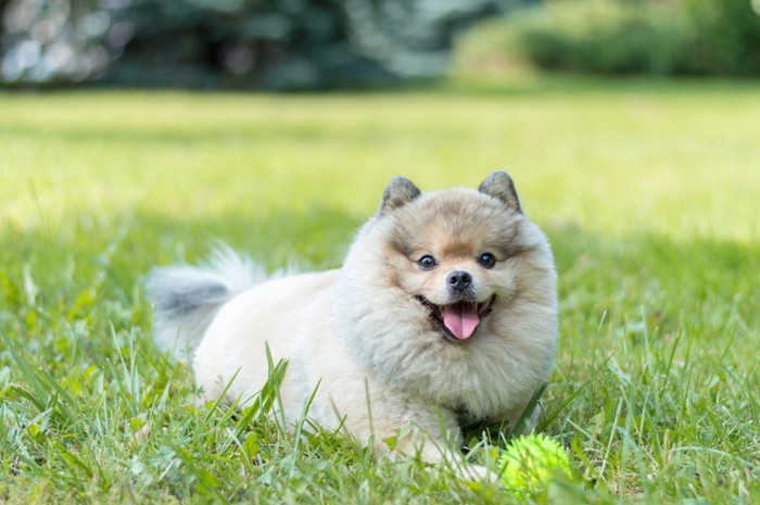 ボール遊びの後、パンティングしている犬