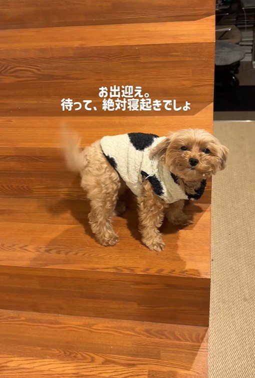 チャチャちゃんのお出迎え