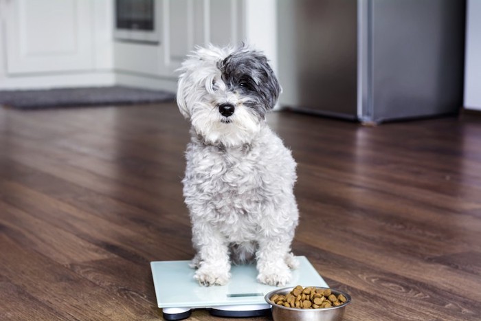 体重計に乗っている犬とご飯