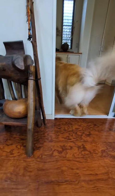 氷を追いかける大型犬