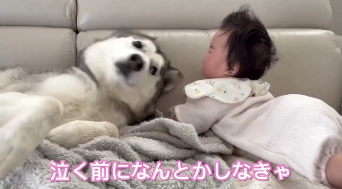 赤ちゃんの様子を見つめる犬