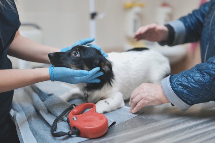 ハッとして医者の顔を見上げる犬