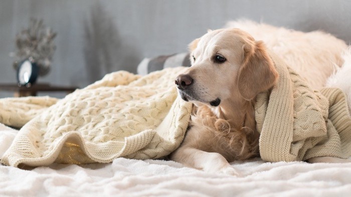 毛布にくるまる犬