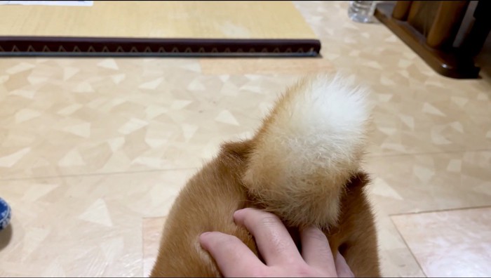 左右に揺れる犬の尻尾