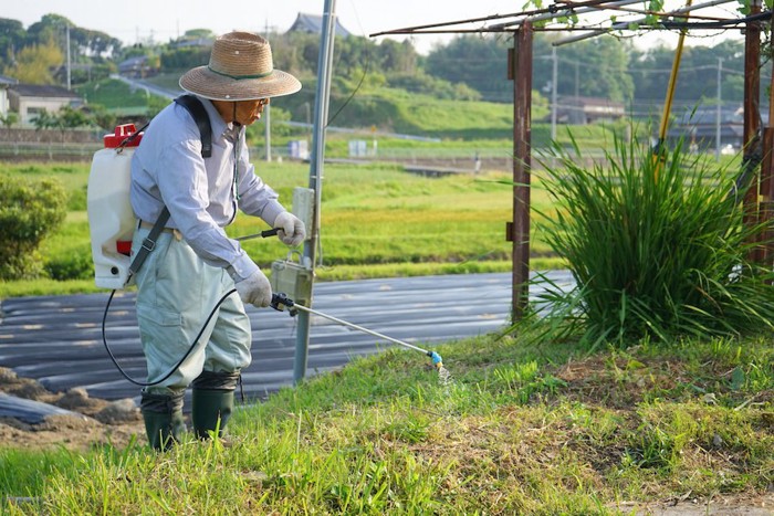 除草剤を撒く老人