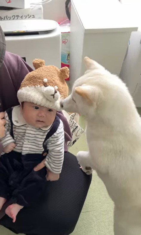 おまめちゃんと赤ちゃんの別れ4