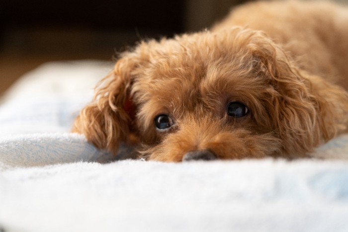 眠そうな犬