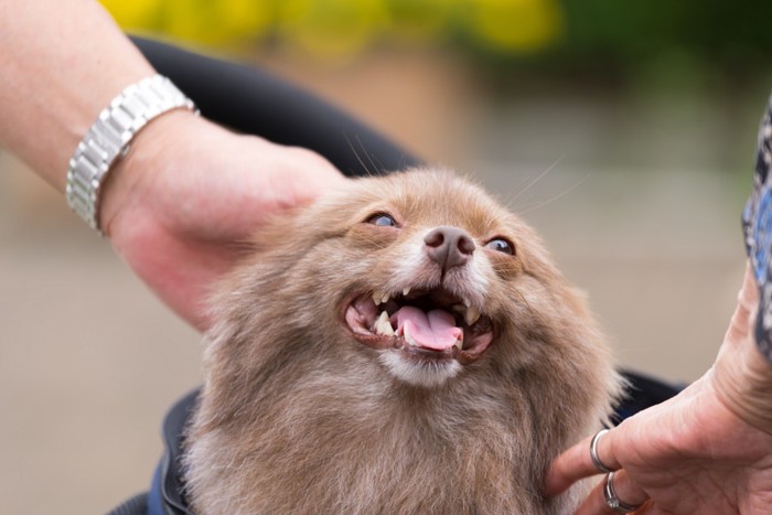 なでられる犬