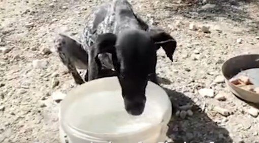 水を飲む犬