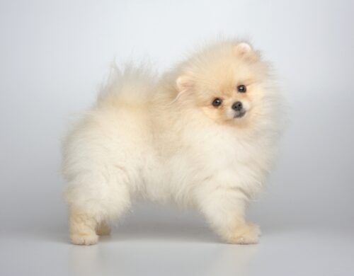 子犬のポメラニアン