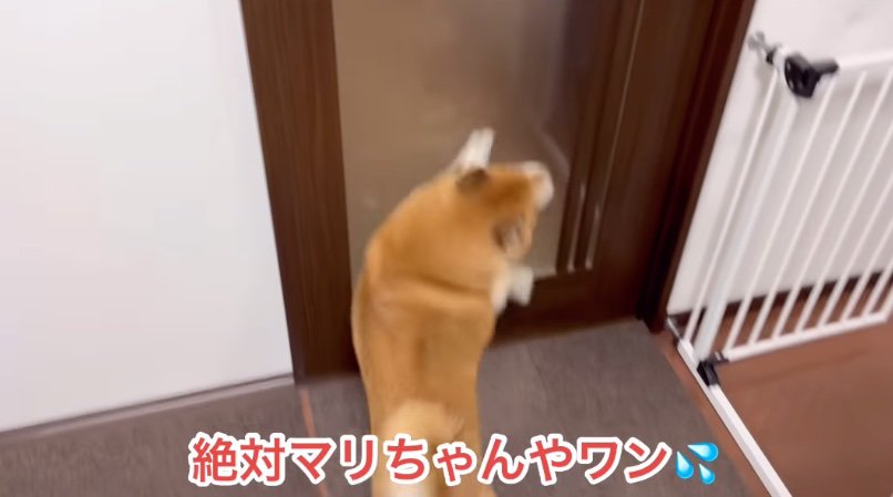 ドアに体当たりする柴犬