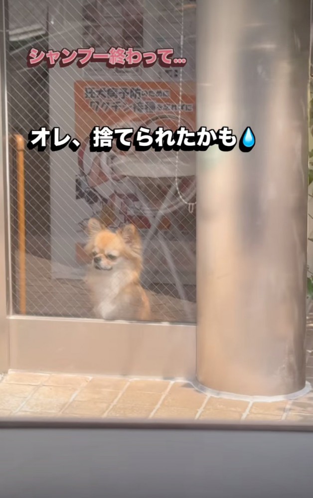 外を眺める犬