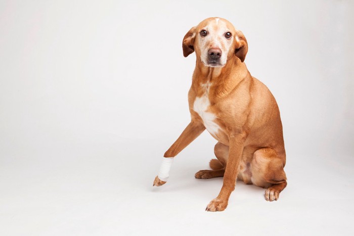 手を怪我した犬、包帯