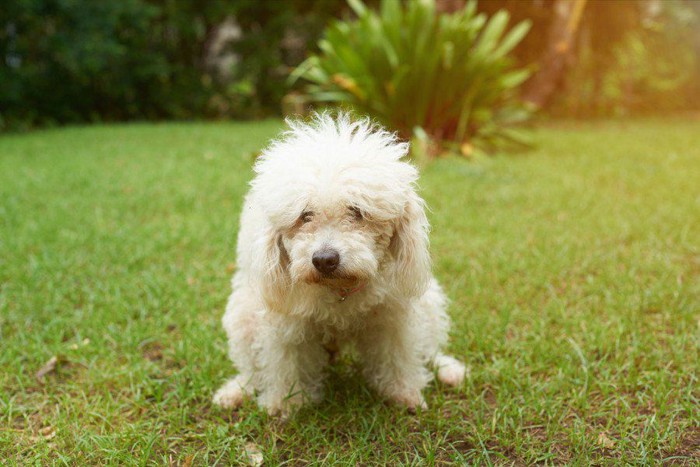 気張っている子犬