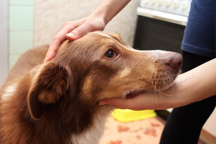 顎の下を撫でられている犬