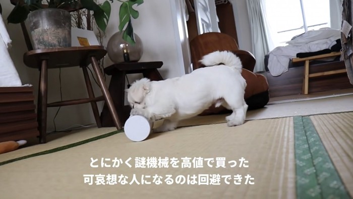 機械で遊ぶ犬