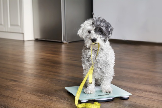 体重計に乗っている犬