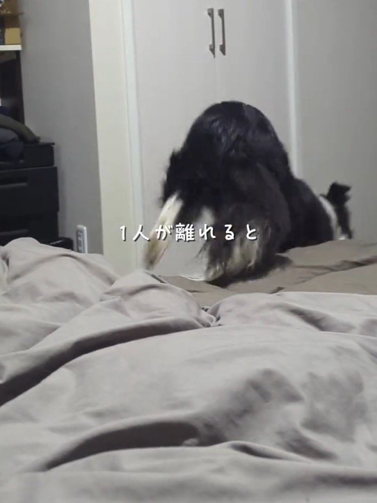 ベッドから降りる白黒模様の犬