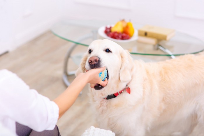 ボール遊び中の犬