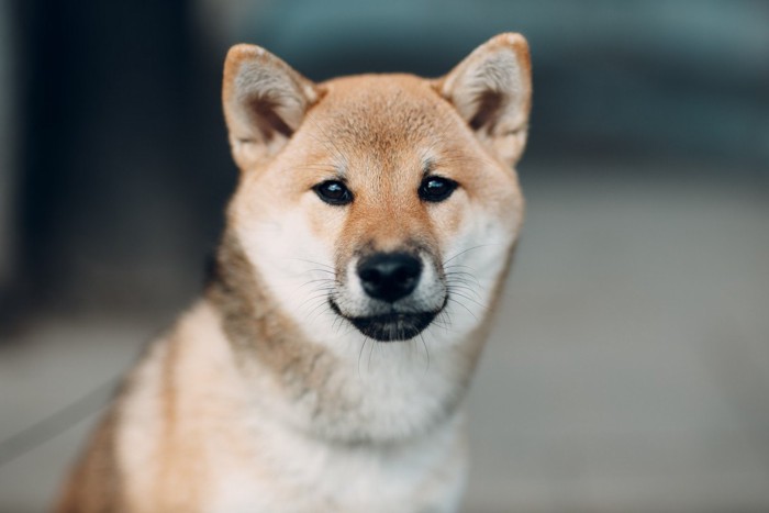 ジッと見つめている柴犬