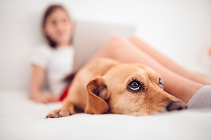 飼い主から離れてそっぽを向く犬