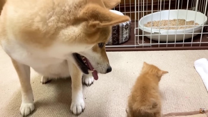 リクくんが気になるリコちゃん