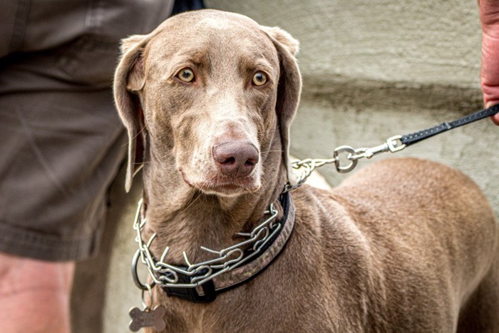 チョークチェーンを装着されている犬