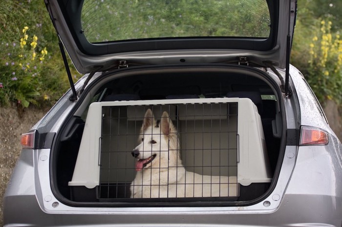 車内でクレートに入った白い犬