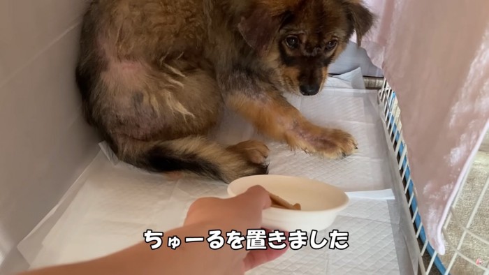 怯えた表情の子犬さん