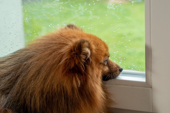 窓の外を見ている犬の顔のアップ