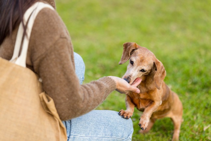 屋外で飼い主の手からおやつをもらっている犬