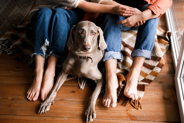 カップルの足元に座る犬