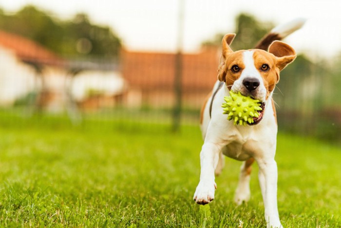 元気に走るビーグル犬