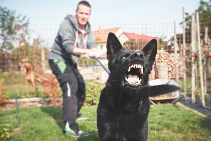 吠える黒い犬と飼い主