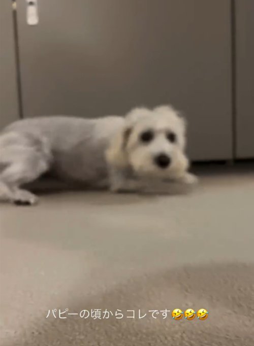 伏せる犬2