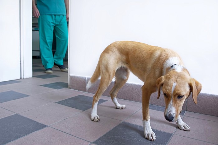 獣医に怯える茶色い犬