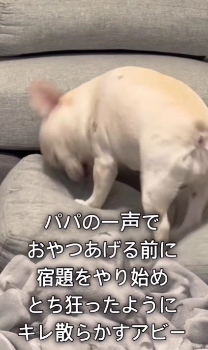 「オヤツは!?」