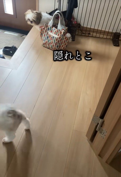 犬見知り発動中!