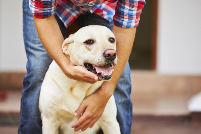 後ろから撫でられる犬