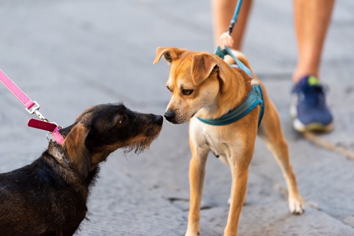 鼻で挨拶する散歩中の犬