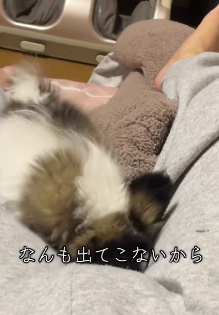 ここほれわんわん!!