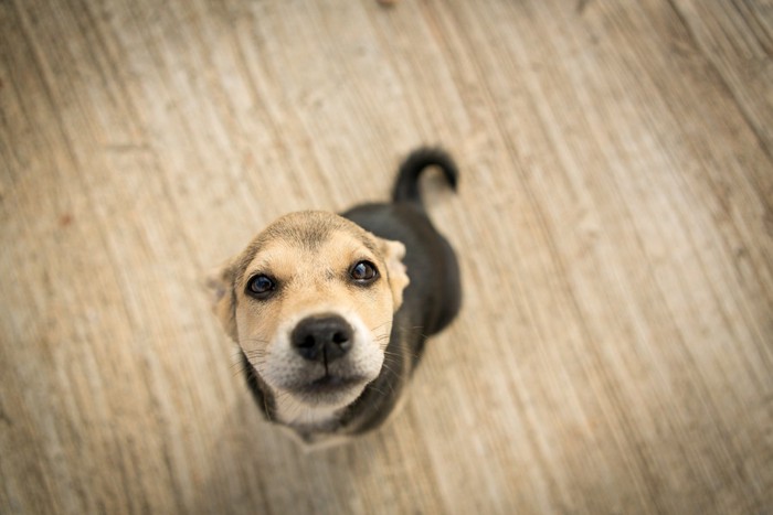 上からみた犬