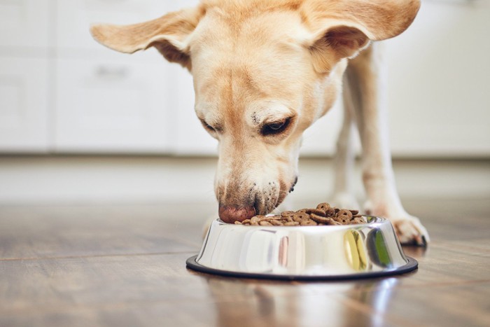 フードを食べる犬