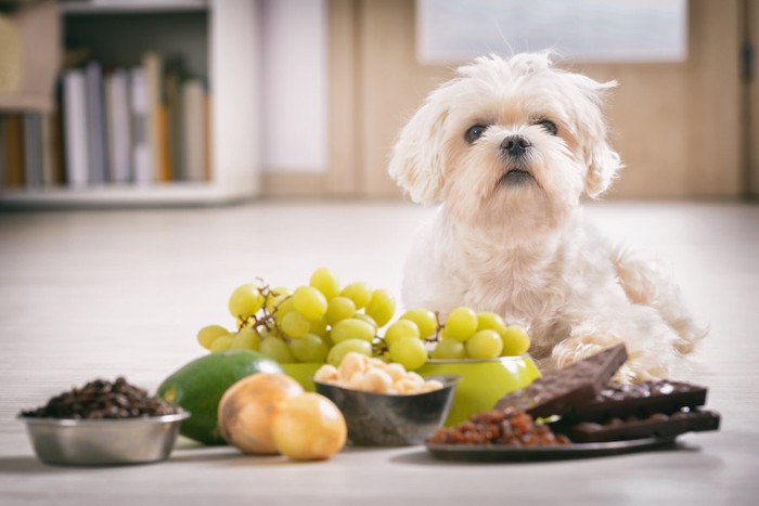 犬にとって有毒な食材と白い犬